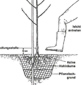 Obstbaum_Pflanzung